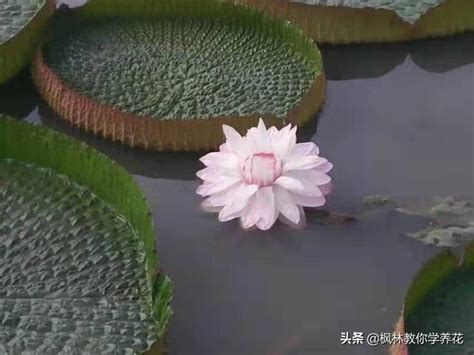 蓮花種植水深|蓮花種植土壤及環境